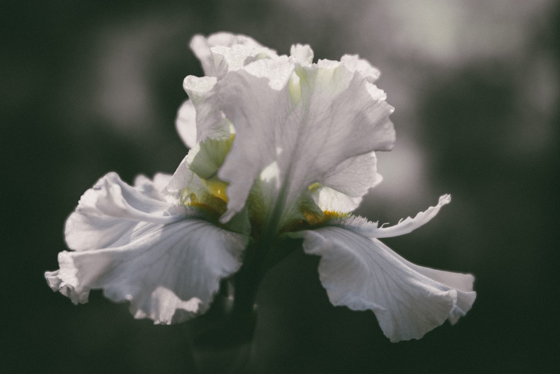 Captivating Iris | Weatherford