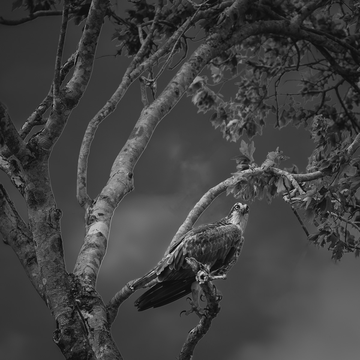 Intense Osprey | Everglades