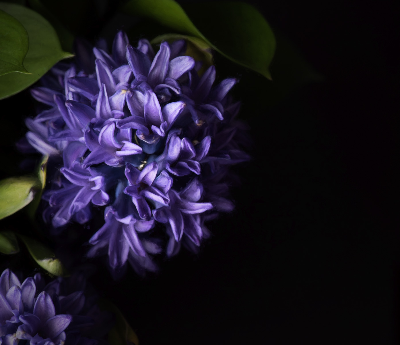 Hyacinth in Hiding | Fort Worth