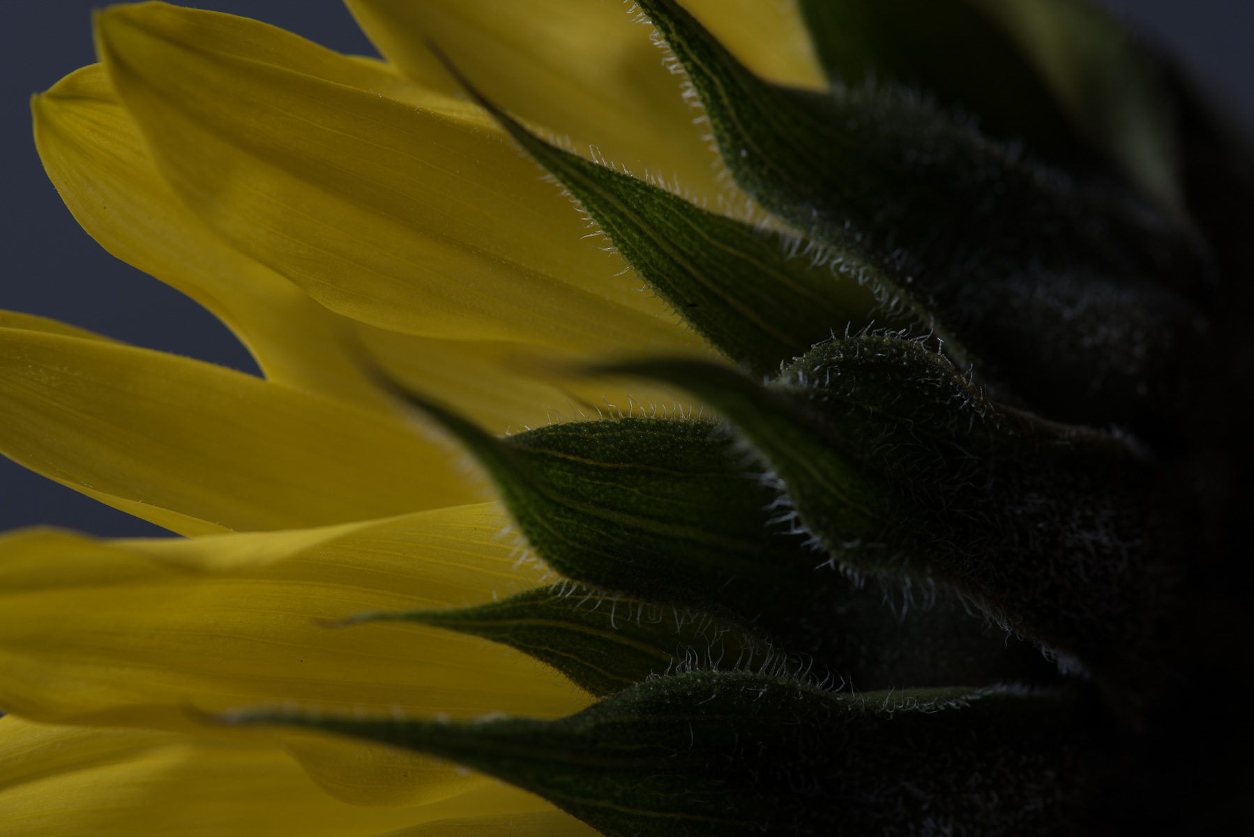 Sunflower Unfurling | Fort Worth