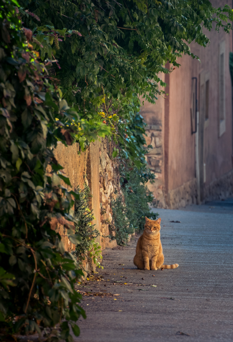 Watchful le chat in Provence