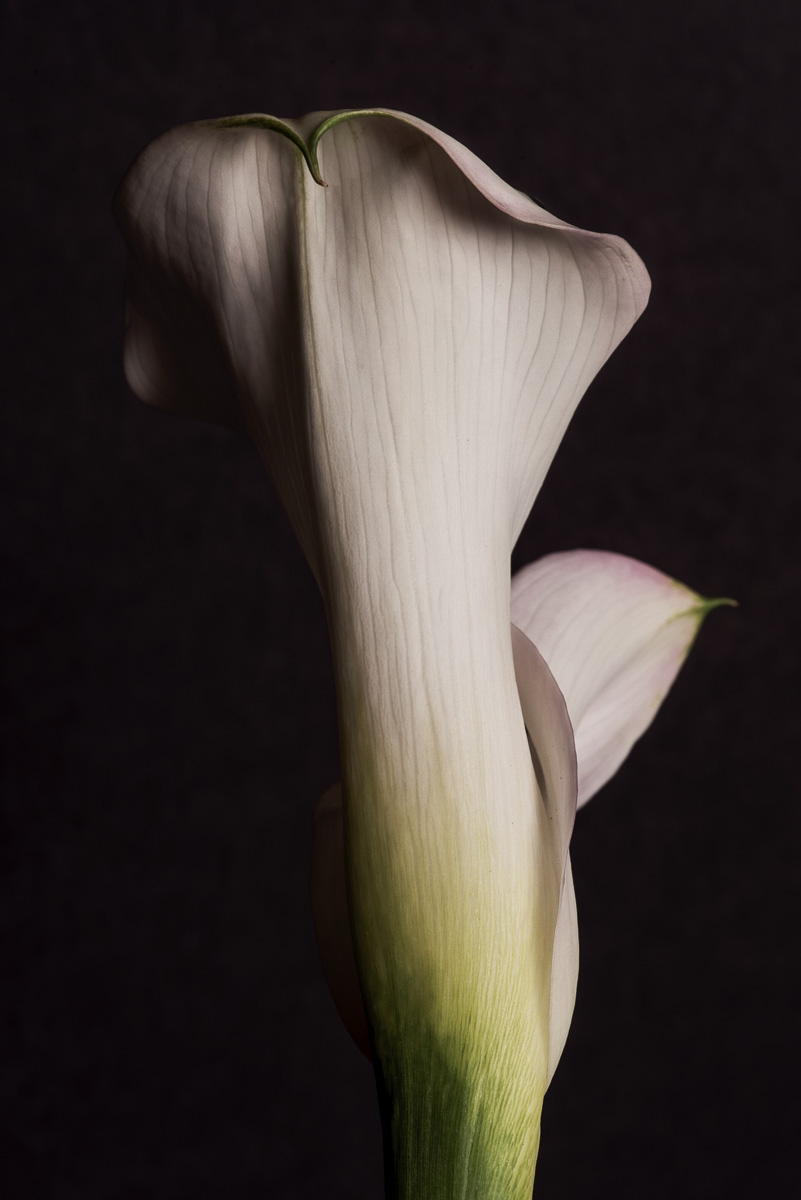 Mysterious Calla | Fort Worth